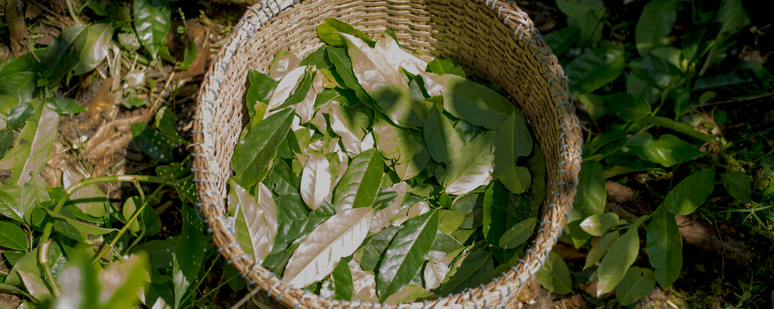 What Is Guayusa? An image of Guayusa leaves in a bowl surrounded by more leaves.
