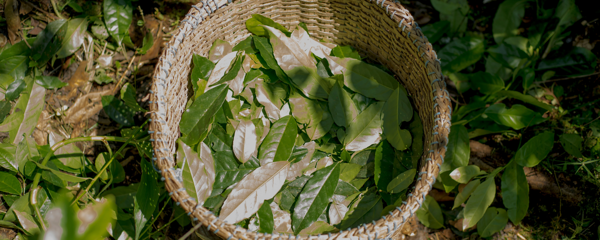 What Is Guayusa? An image of Guayusa leaves in a bowl surrounded by more leaves.