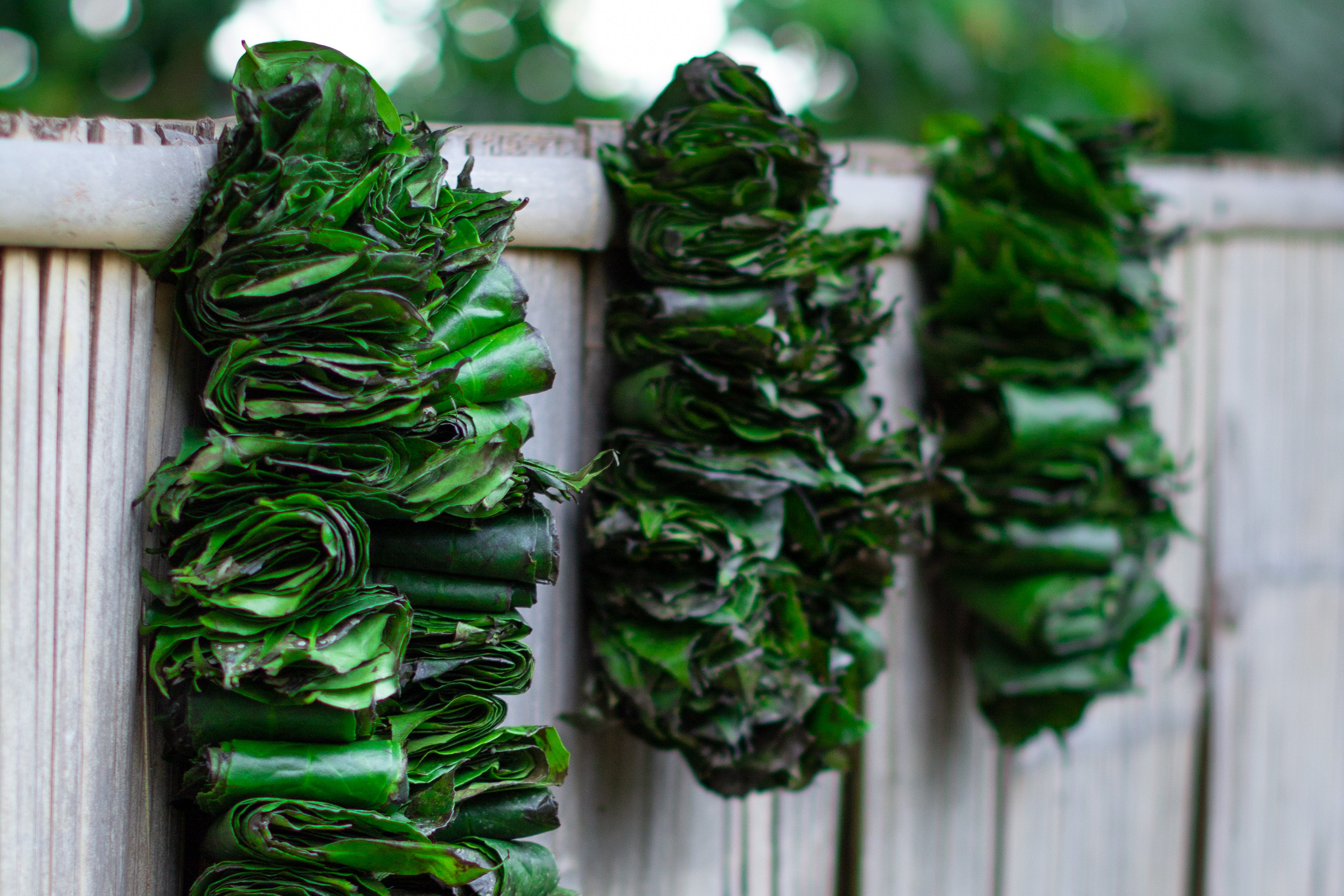 Three green leafy wreaths hanging on a wooden fence with blurred greenery in the background.