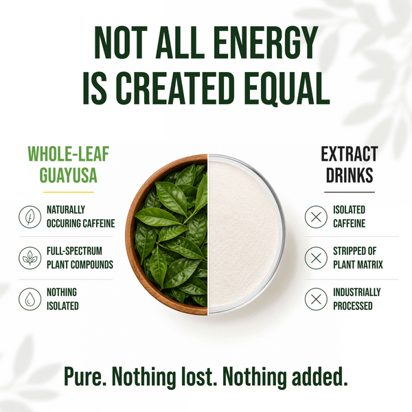 Whole-leaf guayusa compared with conventional energy drinks and isolated caffeine ingredients.